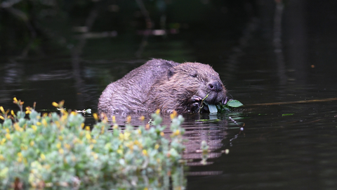 Beaver The Wildlife Trusts