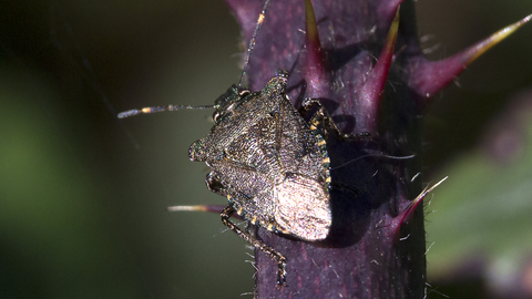 Bronze shieldbug