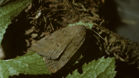 Reddish buff