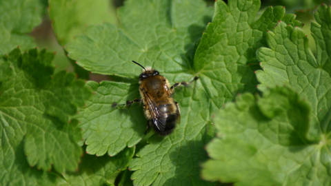 Hairy-footed flower bee (male)