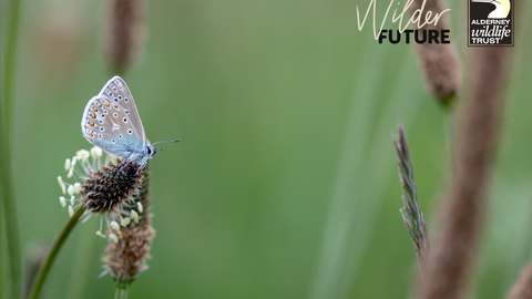 blue butterfly Alderney