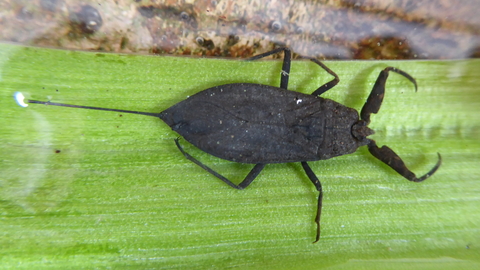 Water scorpion | The Wildlife Trusts
