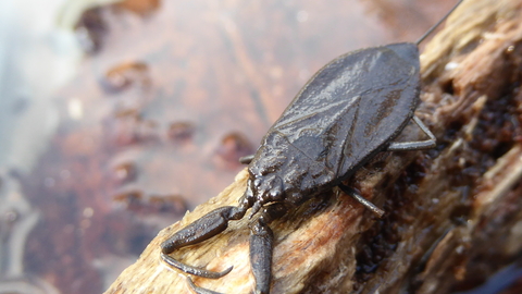 Water scorpion | The Wildlife Trusts
