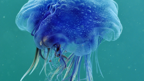 blue jellyfish species