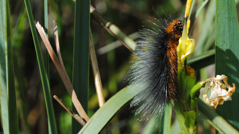 Garden tiger moth caterpillar