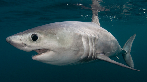RESTRICTED - Porbeagle shark