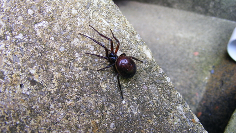 False widow spider