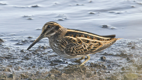 Jack snipe