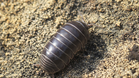 Pill%20woodlouse%20%C2%A9Frank%20Porch.jpg