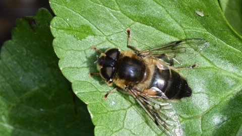 Laboratorium bånd Vær tilfreds Drone-fly | The Wildlife Trusts