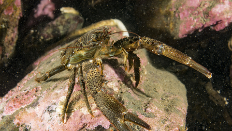olive squat lobster
