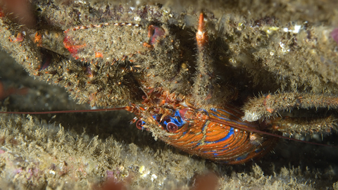 : Spiny squat lobster