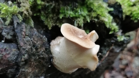 Dryad's Saddle