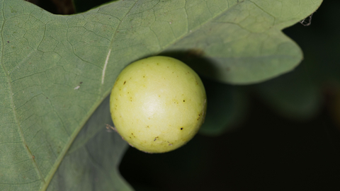 Cherry Gall Wasp The Wildlife Trusts Cherry Gall Wasp The Wildlife Trusts