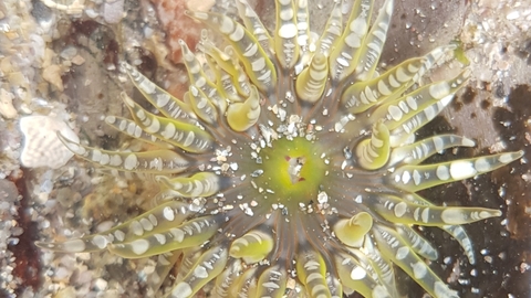 Gem anemone