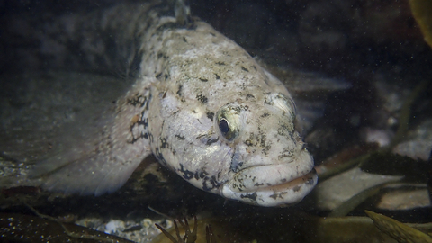 Giant Goby The Wildlife Trusts