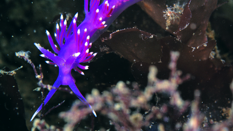 Sea slug Flabellina pedata