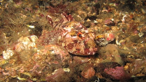 Long spined sea scorpion