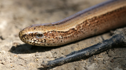 Slow worm  The Wildlife Trusts