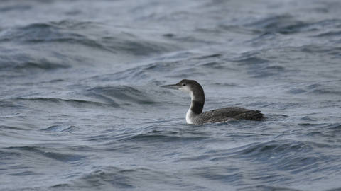 Great northern diver