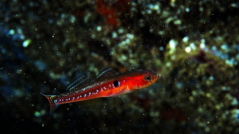 Two spot goby