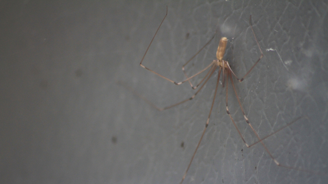 Cellar Spider Vs Daddy Long Legs - What Are You Actually Seeing