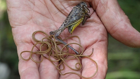 Horsehair worm | The Wildlife Trusts Horsehair worm | The Wildlife Trusts