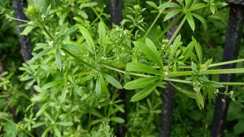 Goosegrass