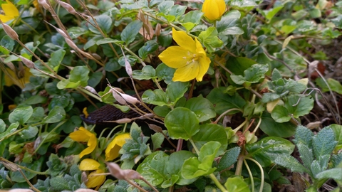 creeping jenny flower