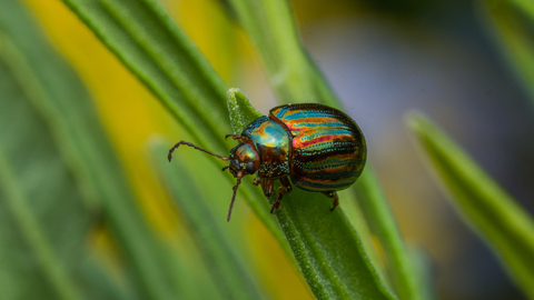 A shiny green and red rosemary beetle