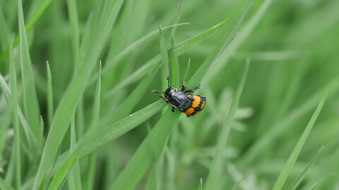 A common sexton beetle, black with orange bands across its back, clambers over a blade of grass