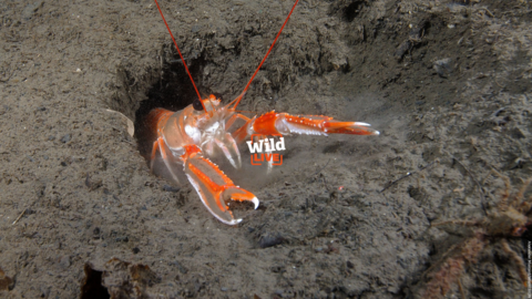 Nephrop in seabed mud