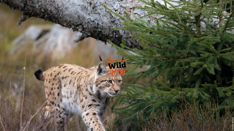 Lynx walking under a fallen tree with the Wild LIVE logo on top