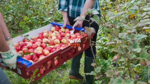 Two people carrying a crate of apples 
