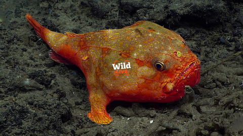 Coffinfish on the sea floor. Bright orange blobby fish