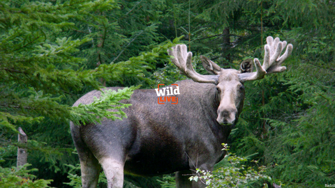 An elk in the forest of Telemark, Norway