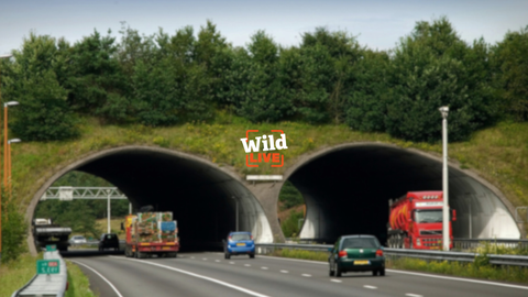 Wildlife bridge Woeste Hoeve in the province of Gelderland