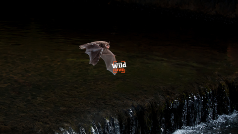 A Daubenton's bat flying over a water source. Also visible is a small white and orange logo that reads Wild LIVE