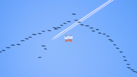 Wild LIVE logo over a blue sky with flying birds and a plane