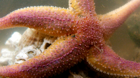 Common starfish | The Wildlife Trusts