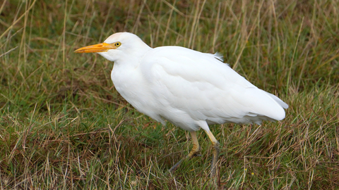 Cattle egret