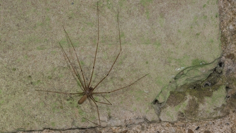 Cellar Spider Vs Daddy Long Legs - What Are You Actually Seeing