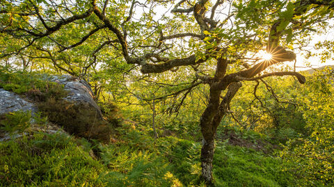 The sun shining through the trees of a temporate rainforest, with ferns and moss rocks covering the forest floor