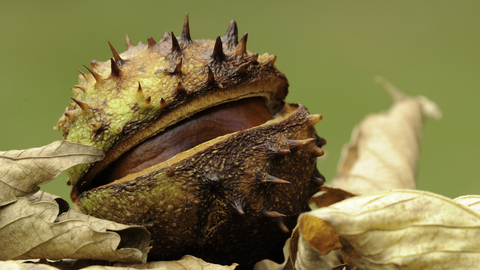 Conker (horse chestnut)