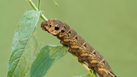 Elephant hawk-moth | The Wildlife Trusts