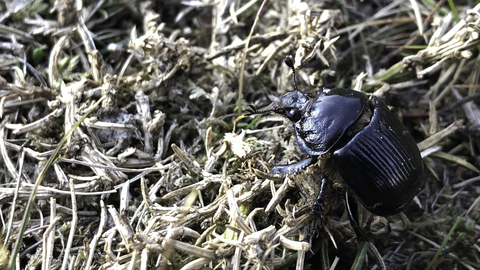 Female minotaur beetle