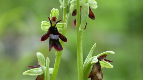 The flowers of a fly orchid, demonstrating their insect-like appearance