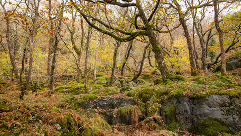 A scene from the temperate rainforest in Wales, with mossy oaks rising from a sea of ferns
