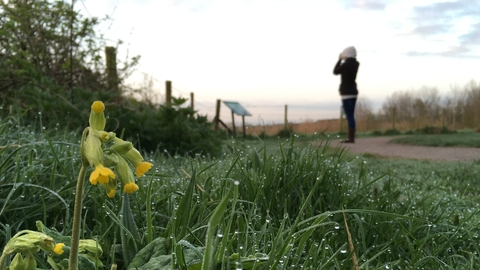 Cowslip and dew-soaked grass as a woman is birdwatching at Idle Valley Nature Reserve Nottinghamshire Wildlife Trust