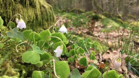 Wood Sorrel The Wildlife Trusts